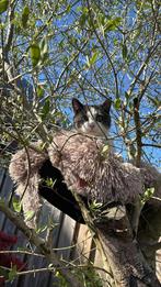 Forever home gezocht!, Dieren en Toebehoren, Katten en Kittens | Raskatten | Korthaar, Kater, Ontwormd, 0 tot 2 jaar