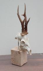 Mooi gebleekte zesender REE SCHEDEL op houten sokkel (# 4)