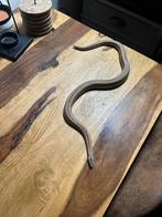 1.0.0 rosy boa, lichanura, Dieren en Toebehoren, Reptielen en Amfibieën, Slang, 0 tot 2 jaar