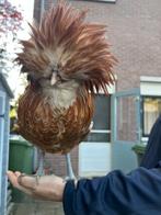 Prachtige baardkuifhoen Haan, Dieren en Toebehoren, Pluimvee, Mannelijk, Kip