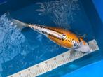 Japanse koi Hariwake 43cm, Karper of Koi
