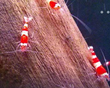 Privé verkoop crystal red garnalen  beschikbaar voor biedingen