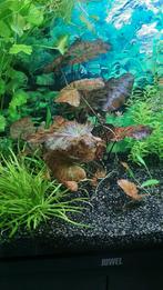 Pakketje Aquarium planten aangeboden, Dieren en Toebehoren, Vissen | Aquaria en Toebehoren, Ophalen of Verzenden, Nieuw, Plant(en), Steen of Hout