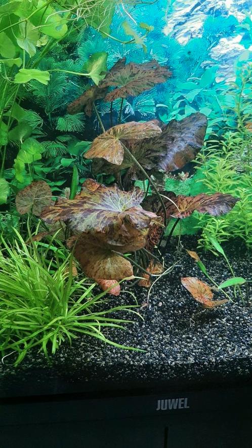 Pakketje Aquarium planten aangeboden, Dieren en Toebehoren, Vissen | Aquaria en Toebehoren, Nieuw, Plant(en), Steen of Hout, Ophalen of Verzenden