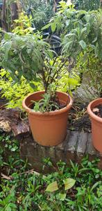 Salie plant middelgroot, Tuin en Terras, Planten | Tuinplanten, Ophalen