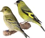 Kanaries en sijsen, Dieren en Toebehoren, Vogels | Kanaries, Meerdere dieren, Kleurkanarie