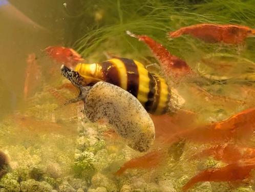 Helena slakken, Dieren en Toebehoren, Vissen | Aquariumvissen, Slak of Weekdier