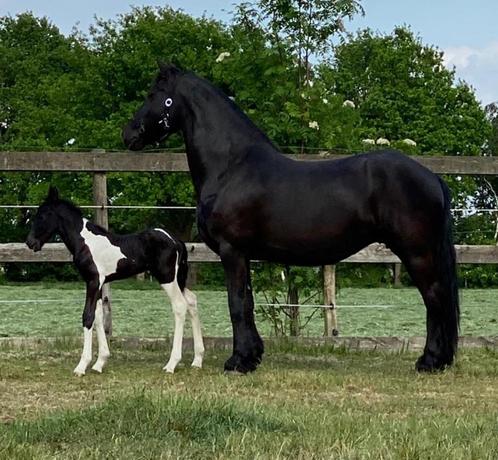 Te Koop 3 jarige merrie met stamboom BP, Dieren en Toebehoren, Paarden, Merrie, 3 tot 6 jaar, Met stamboom