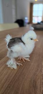 7 prachtige mottled zijdehoen, Dieren en Toebehoren, Geslacht onbekend, Kip