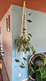 Epipremnum pinnatum drakenstaart plant, Ophalen, 100 tot 150 cm, Overige soorten, Halfschaduw