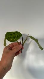 Maranta variegata stekken, Overige soorten, Minder dan 100 cm, Halfschaduw, Ophalen