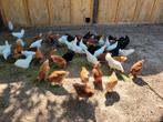 Jonge legkippen te koop. Diverse rassen, Dieren en Toebehoren, Pluimvee, Vrouwelijk, Kip