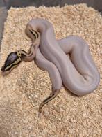 Python regius 0.1 super pastel piebald het clown, Slang, 0 tot 2 jaar