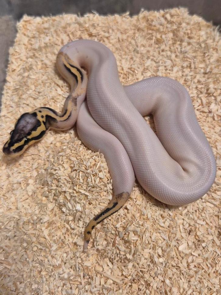 Python regius 0.1 super pastel piebald het clown
