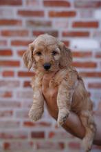 Maltipoo 6 reu 1 teef  mogen het nest verlaten, CDV (hondenziekte), 8 tot 15 weken, Meerdere, Meerdere dieren