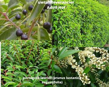 portugese laurier (prunus lustanica angustifolia) beschikbaar voor biedingen