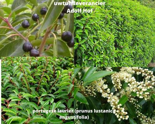 portugese laurier (prunus lustanica angustifolia), Tuin en Terras, Planten | Struiken en Hagen, Laurier, Ophalen of Verzenden