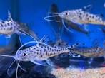 2x Pimelodus pictus meerval, Dieren en Toebehoren, Vis, Zoetwatervis, Schoolvis
