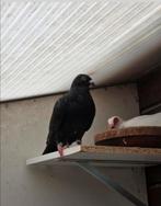 Twee jonge valenciano's, Dieren en Toebehoren