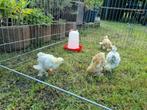 Brahma kipjes, Dieren en Toebehoren, Vrouwelijk, Kip