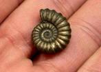 Iron pyrite ammonite fossil - Fossiel 196 miljoen jaar oud, Ophalen of Verzenden, Fossiel