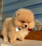 Mini Pomeriaan, Dieren en Toebehoren, Rabiës (hondsdolheid), 8 tot 15 weken, Buitenland, Eén hond