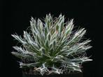 Agave Parviflora, Overige soorten, Volle zon, Vaste plant, Ophalen of Verzenden
