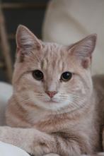 Lieve mooie poes, Dieren en Toebehoren, Katten en Kittens | Overige Katten, Poes, Kortharig, 0 tot 2 jaar
