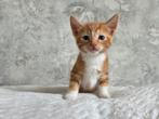 Kittens, Meerdere dieren