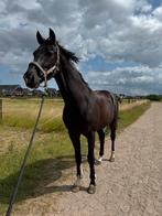 Super lieve aanhankelijke 16 jarige ruin, Dieren en Toebehoren, Paarden, Ruin, Recreatiepaard