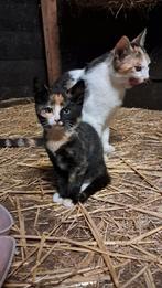 Lieve kittens, Dieren en Toebehoren