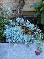 Sedum, Ophalen, Bodembedekkers, Volle zon
