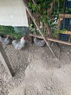 Wyandotte kriel gestreepte, Dieren en Toebehoren, Pluimvee, Meerdere dieren, Kip