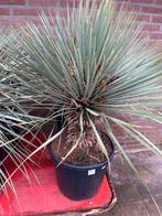 Yucca Plant, Ophalen, 100 tot 150 cm, In pot, Yucca