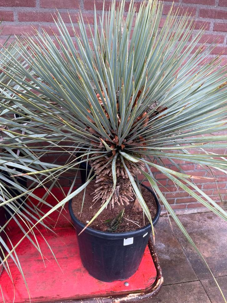 Yucca Plant, Huis en Inrichting, Kamerplanten, Yucca, 100 tot 150 cm, Groene kamerplant, Volle zon, In pot, Ophalen