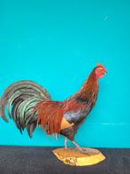 Een schietterende grote opgezette haan!, Ophalen of Verzenden, Nieuw, Boerderijdier, Opgezet dier