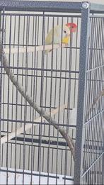 Subject

Te koop: Koppel dwergpapegaaien

met grote kooi, Ophalen, Vogelkooi