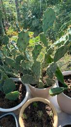 Cactus planten met pot per stuk  €6, Ophalen, Cactus, Minder dan 100 cm