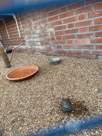 Kwartes Chinees,uit buiten voiliere, Augustus, Mannelijk