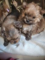 2 Mooie pomeriaan pups te koop, 8 tot 15 weken, Meerdere, Nederland, Particulier