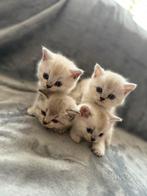 Britse korthaar / moeder silver tabby, Meerdere dieren, Ontwormd