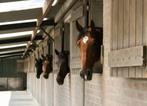 Pensionstal, Dieren en Toebehoren, Stalling en Weidegang, Stalling, 1 paard of pony