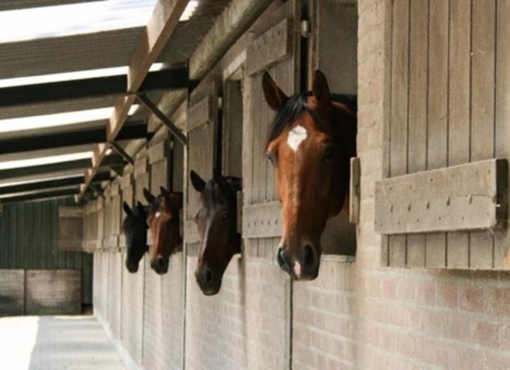 Pensionstal, Dieren en Toebehoren, Stalling en Weidegang, Stalling, Weidegang, Toebehoren, 4 paarden of pony's of meer