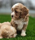 Maltipoo dwerg poedel x maltezer pups, Nederland, Parvo, Overige rassen, 8 tot 15 weken