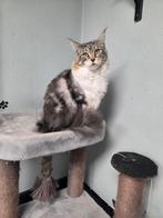 Maine Coon Dame met Stamboom, Poes, Gechipt, 3 tot 5 jaar