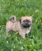 Lhasa Apso puppy, Dieren en Toebehoren, Honden | Chihuahua's en Gezelschapshonden, 8 tot 15 weken, Teef, Eén hond, Nederland