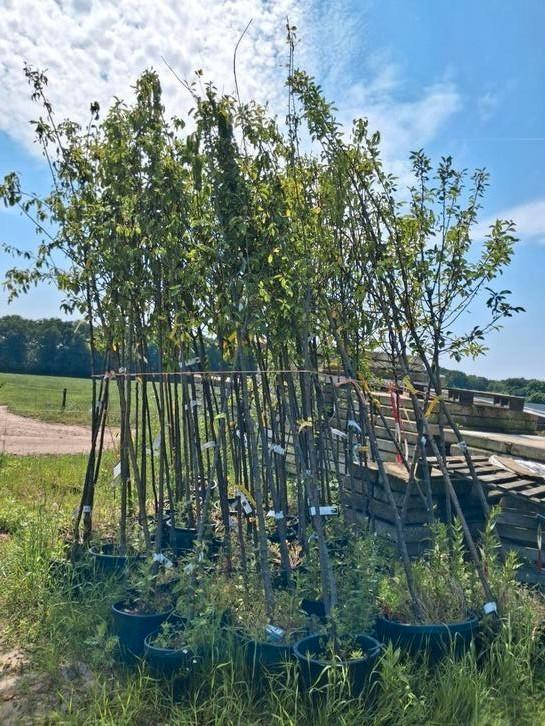 Hoogstam fruitbomen appelboom kersenboom pruimenboom, Tuin en Terras, Planten | Fruitbomen, Appelboom, Lente, Ophalen of Verzenden