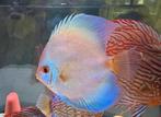 12x Europese Discusvissen (Stöcker) | Blue Diamond | 10-12cm, Dieren en Toebehoren, Vissen | Aquariumvissen, Vis, Zoetwatervis