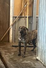 Alano zoekt een nieuw huis, Overige rassen, 1 tot 2 jaar, Teef, Parvo