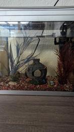 Aquarium met betta, Dieren en Toebehoren, Vissen | Aquaria en Toebehoren, Ophalen, Leeg aquarium